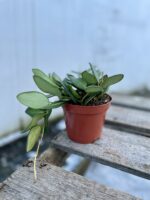 Zdjęcie rosliny doniczkowej Hoya burtoniae Variegata, ujęcie 2