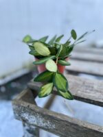 Zdjęcie rosliny doniczkowej Hoya burtoniae Variegata, ujęcie 3