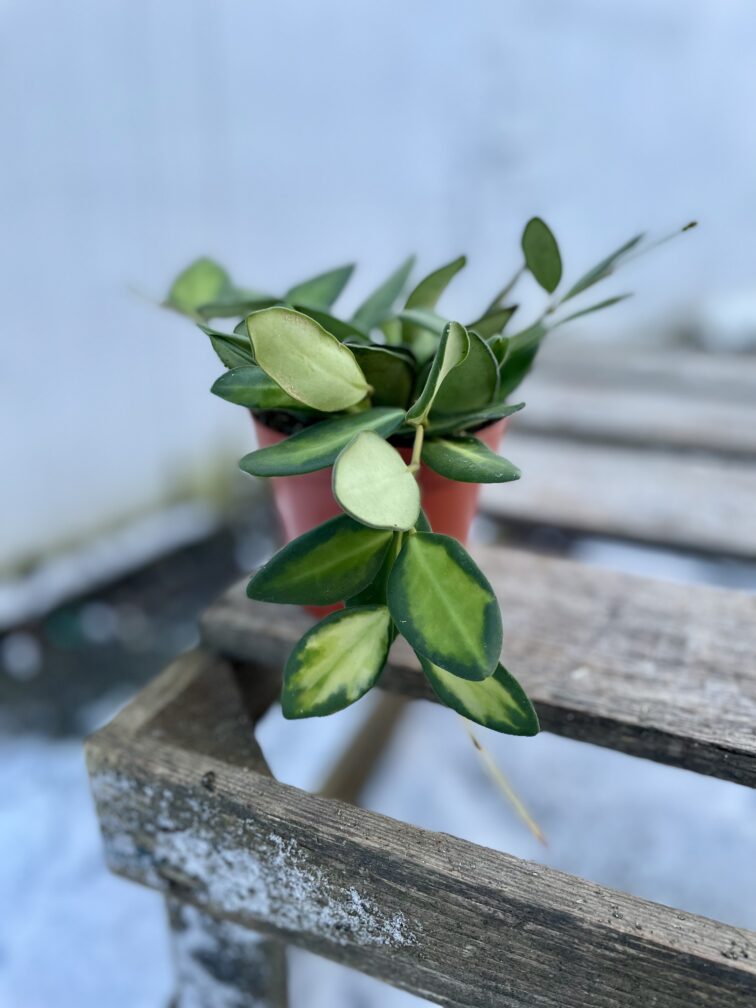 Zdjęcie rosliny doniczkowej Hoya burtoniae Variegata, ujęcie 3