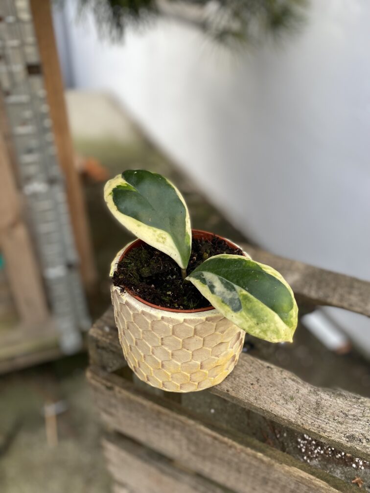 hoya-incrassata-variegata_10x5-1_1706271451.jpg Zdjęcie rosliny doniczkowej Hoya incrassata variegata, ujęcie 1