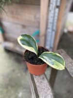 Zdjęcie rosliny doniczkowej Hoya incrassata variegata, ujęcie 2