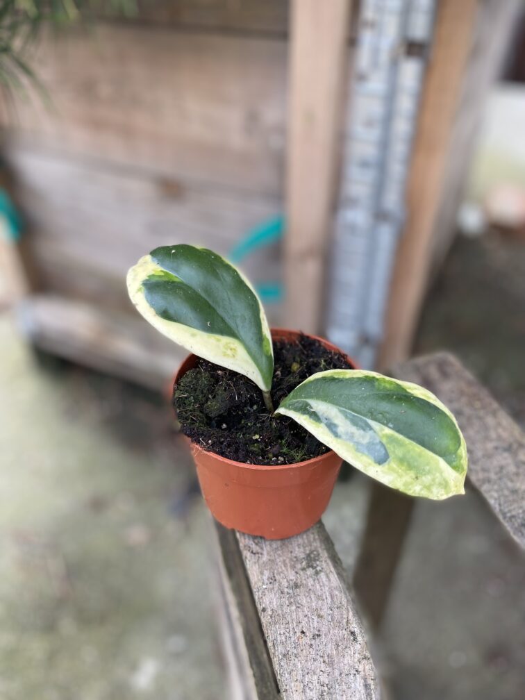 Zdjęcie rosliny doniczkowej Hoya incrassata variegata, ujęcie 2