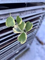 Zdjęcie rosliny doniczkowej Hoya kerri variegata, ujęcie 3