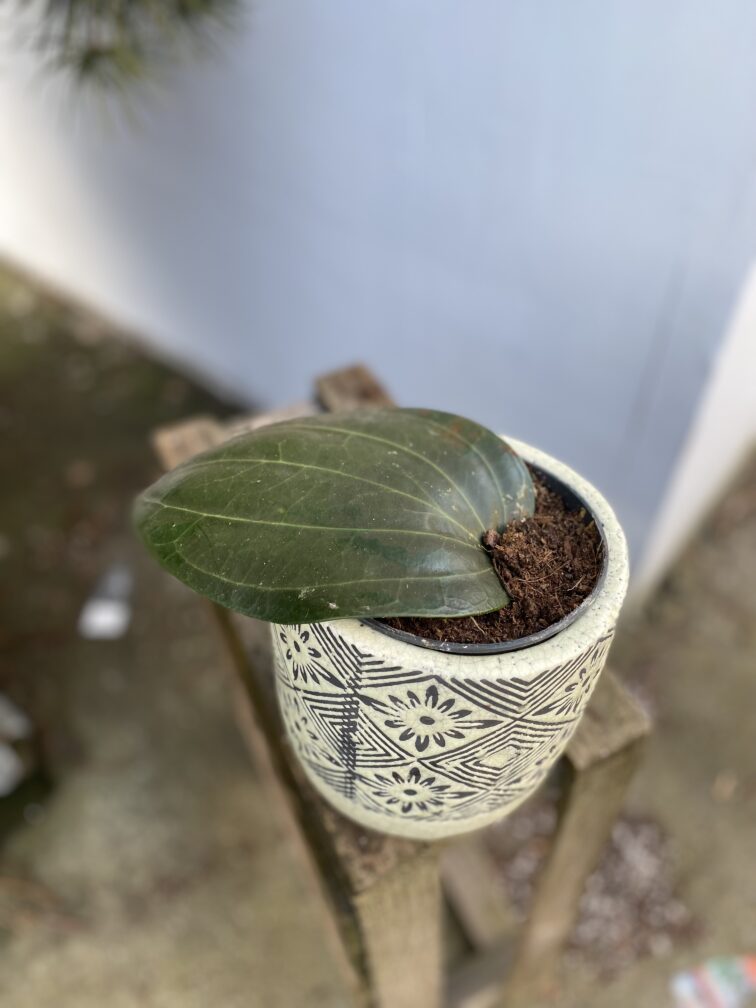 Zdjęcie rosliny doniczkowej Hoya latifolia, ujęcie 1