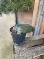 Zdjęcie rosliny doniczkowej Hoya latifolia, ujęcie 2