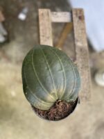 Zdjęcie rosliny doniczkowej Hoya latifolia, ujęcie 3