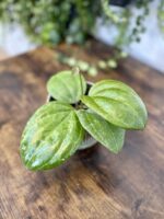 Zdjęcie rosliny doniczkowej Hoya Sarawak Cream, ujęcie 3