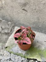 Zdjęcie rosliny doniczkowej Hypoestes phyllostachya Pink (Niedośpian), ujęcie 1