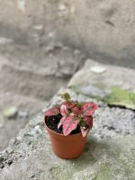 Zdjęcie rosliny doniczkowej Hypoestes phyllostachya Pink (Niedośpian), ujęcie 2