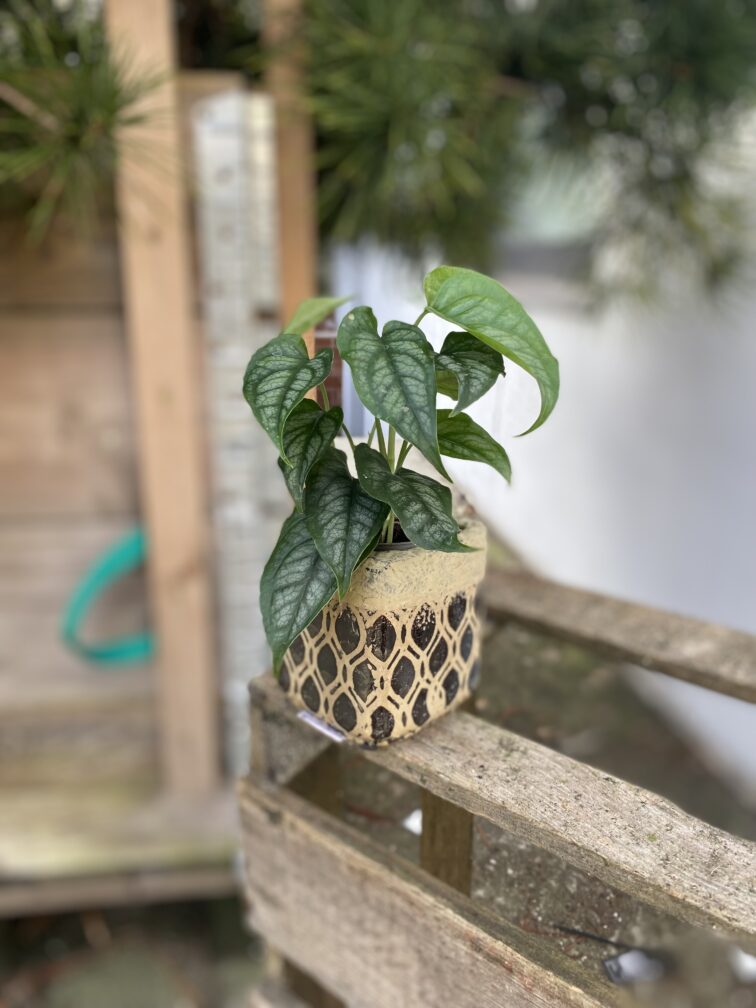 Zdjęcie rosliny doniczkowej Monstera siltepecana, ujęcie 1