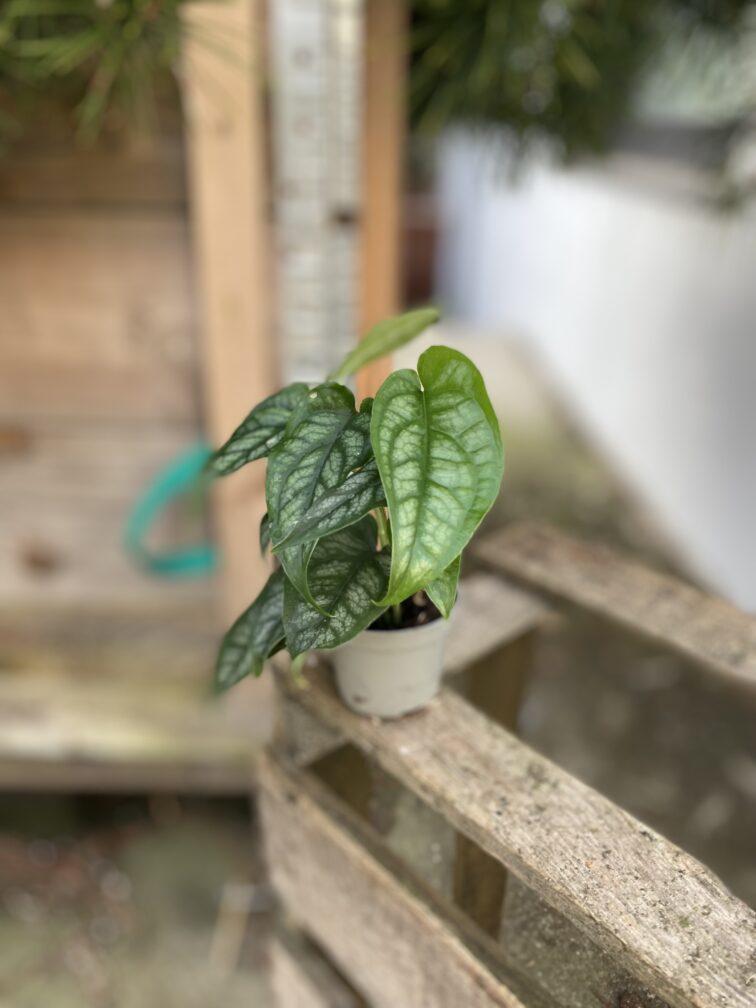 Zdjęcie rosliny doniczkowej Monstera siltepecana, ujęcie 2