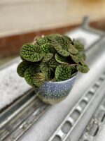 Zdjęcie rosliny doniczkowej Peperomia Bubble Green, ujęcie 1
