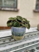 Zdjęcie rosliny doniczkowej Peperomia Bubble Green, ujęcie 2