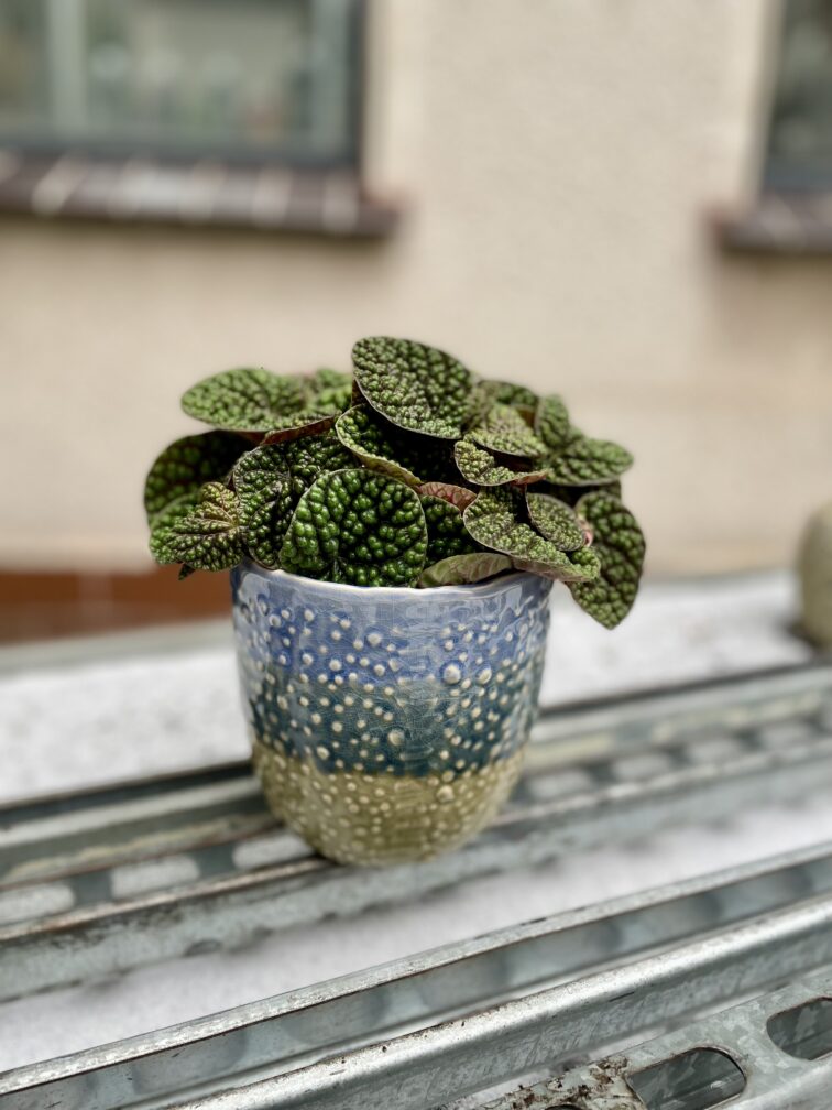 Zdjęcie rosliny doniczkowej Peperomia Bubble Green, ujęcie 2