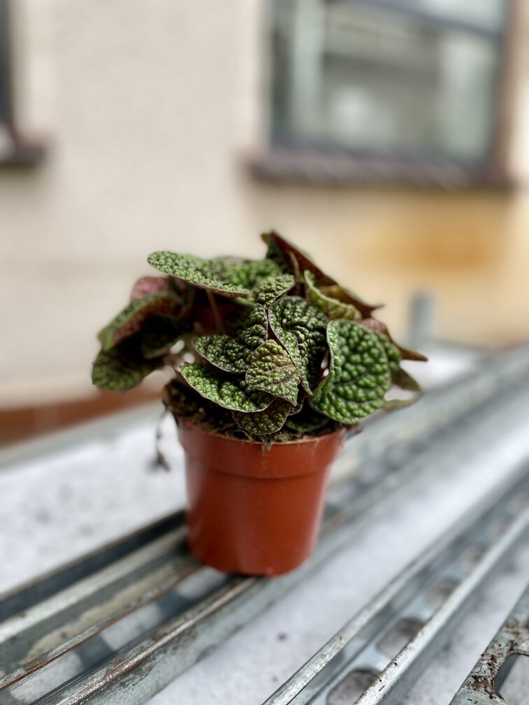 Zdjęcie rosliny doniczkowej Peperomia Bubble Green, ujęcie 3