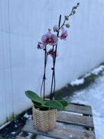Zdjęcie rosliny doniczkowej Phalaenopsis Black Stripes, ujęcie 1