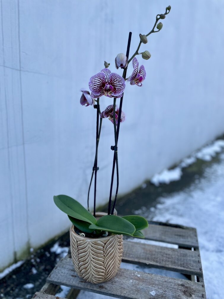 phalaenopsis-black-stripes_12x55-1_1705674470.jpg Zdjęcie rosliny doniczkowej Phalaenopsis Black Stripes, ujęcie 1