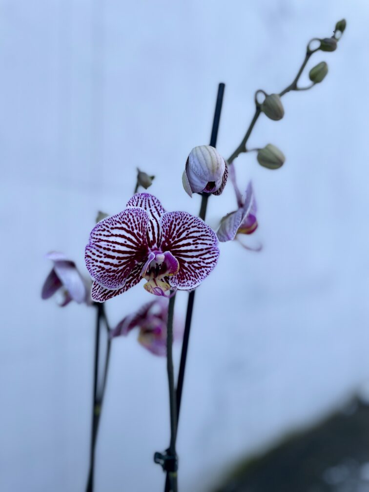 Zdjęcie rosliny doniczkowej Phalaenopsis Black Stripes, ujęcie 2