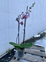 Zdjęcie rosliny doniczkowej Phalaenopsis Black Stripes, ujęcie 3