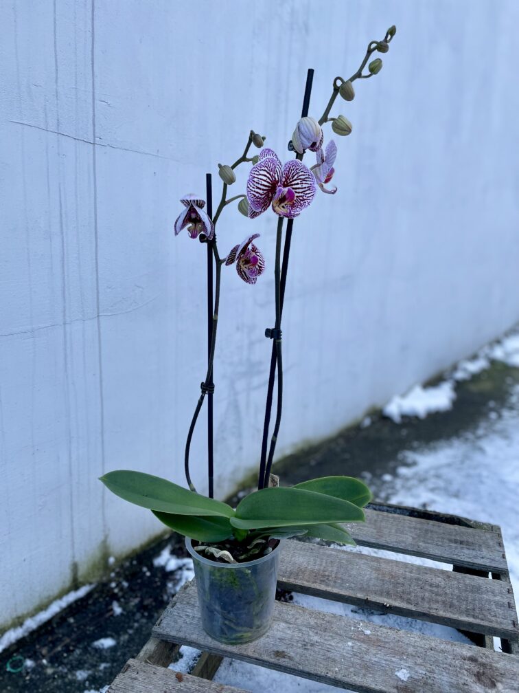 Zdjęcie rosliny doniczkowej Phalaenopsis Black Stripes, ujęcie 3