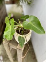 Zdjęcie rosliny doniczkowej Philodendron corcovadensis, ujęcie 1
