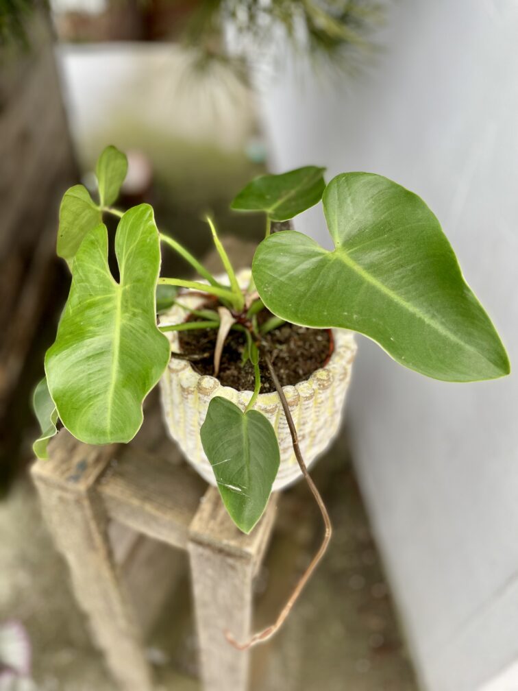 Zdjęcie rosliny doniczkowej Philodendron corcovadensis, ujęcie 1