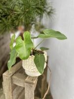 Zdjęcie rosliny doniczkowej Philodendron corcovadensis, ujęcie 2