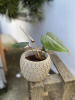 Zdjęcie rosliny doniczkowej Philodendron gloriosum Dark Form, ujęcie 1