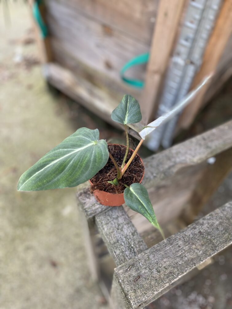 Zdjęcie rosliny doniczkowej Philodendron gloriosum Dark Form, ujęcie 2