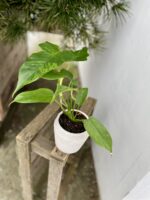 Zdjęcie rosliny doniczkowej Philodendron Golden Dragon, ujęcie 1