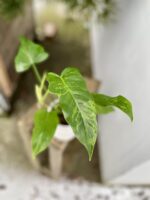 Zdjęcie rosliny doniczkowej Philodendron Golden Dragon, ujęcie 2