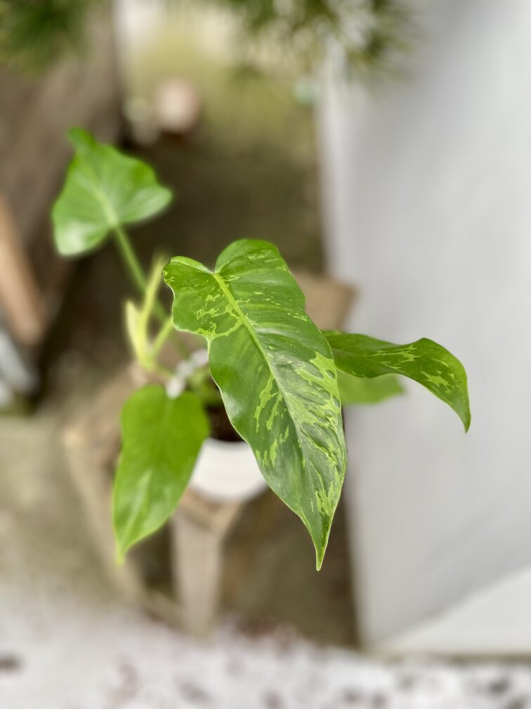 Zdjęcie rosliny doniczkowej Philodendron Golden Dragon, ujęcie 2