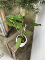 Zdjęcie rosliny doniczkowej Philodendron Golden Dragon, ujęcie 3