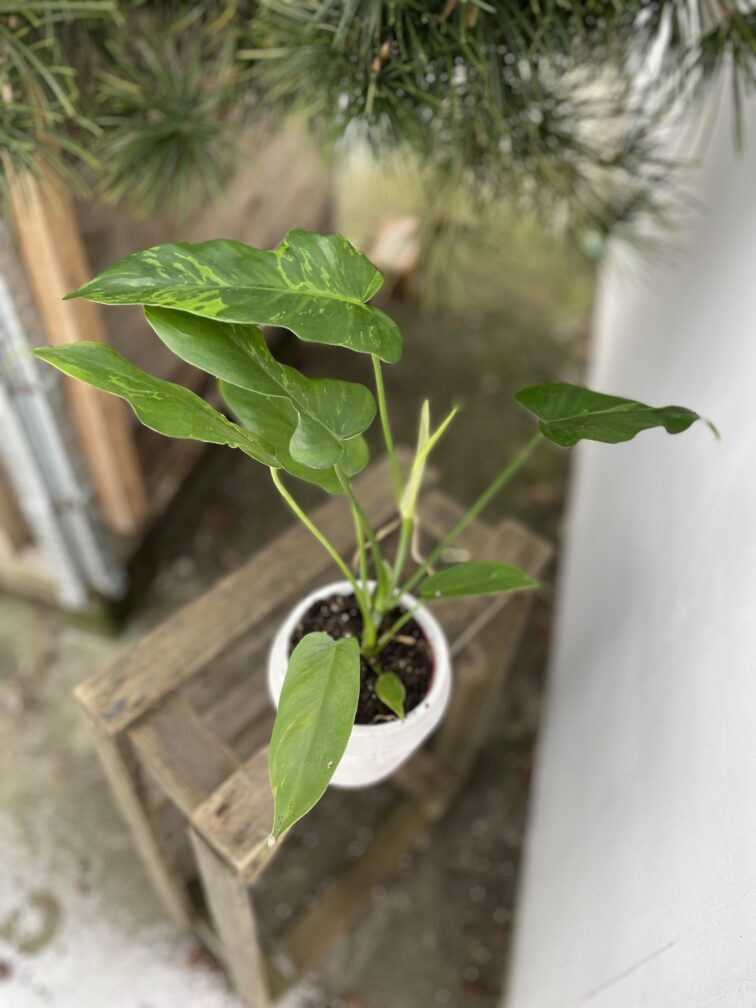 Zdjęcie rosliny doniczkowej Philodendron Golden Dragon, ujęcie 3