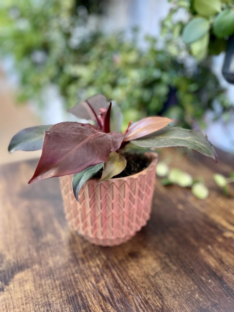 Zdjęcie rosliny doniczkowej Philodendron McColley's Finale, ujęcie 1