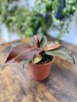 Zdjęcie rosliny doniczkowej Philodendron McColley's Finale, ujęcie 2