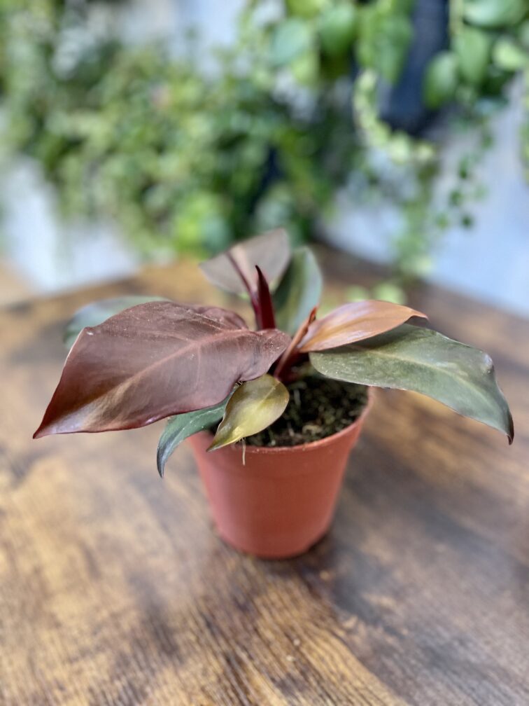 Zdjęcie rosliny doniczkowej Philodendron McColley's Finale, ujęcie 2