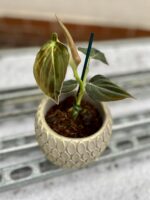 Zdjęcie rosliny doniczkowej Philodendron melanochrysum, ujęcie 1