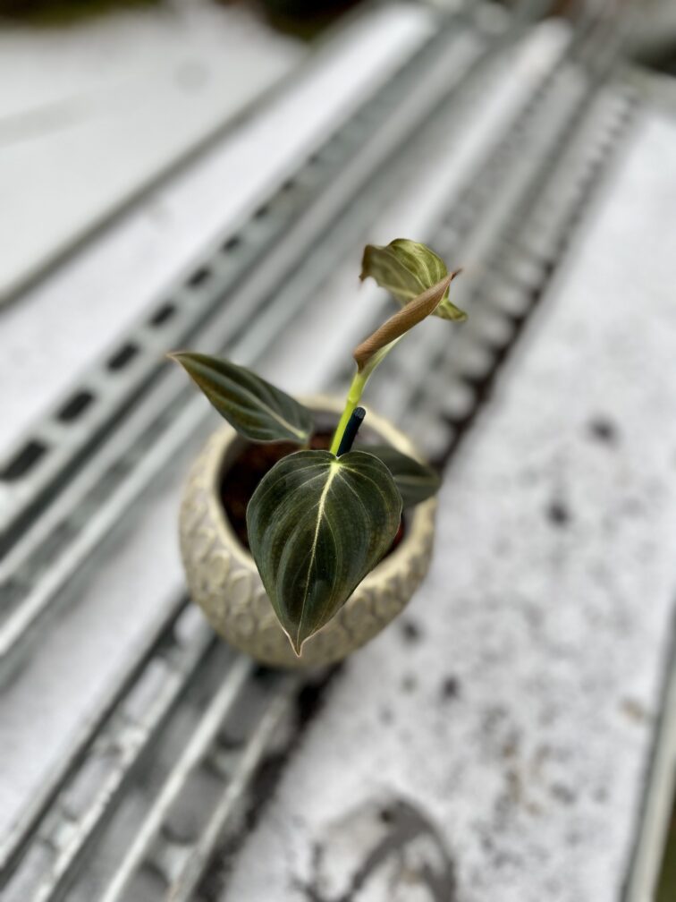 Zdjęcie rosliny doniczkowej Philodendron melanochrysum, ujęcie 2