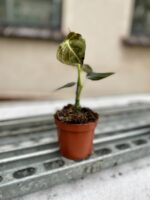 Zdjęcie rosliny doniczkowej Philodendron melanochrysum, ujęcie 3
