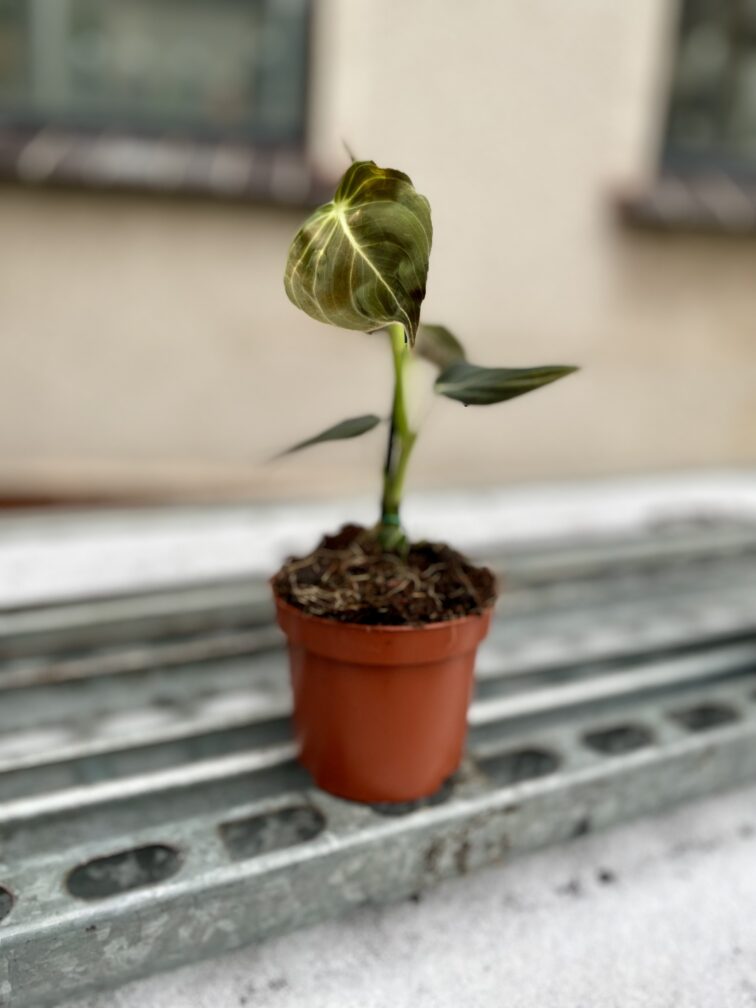 Zdjęcie rosliny doniczkowej Philodendron melanochrysum, ujęcie 3