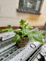 Zdjęcie rosliny doniczkowej Philodendron warscewiczii, ujęcie 1