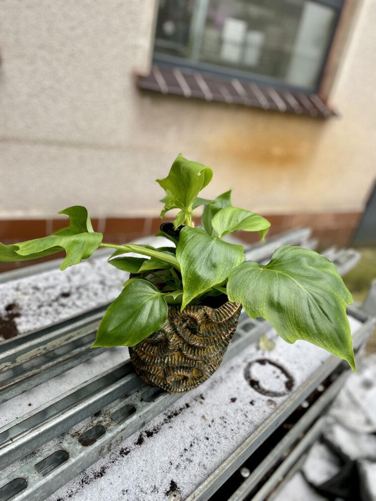Zdjęcie rosliny doniczkowej Philodendron warscewiczii, ujęcie 1