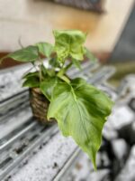 Zdjęcie rosliny doniczkowej Philodendron warscewiczii, ujęcie 2