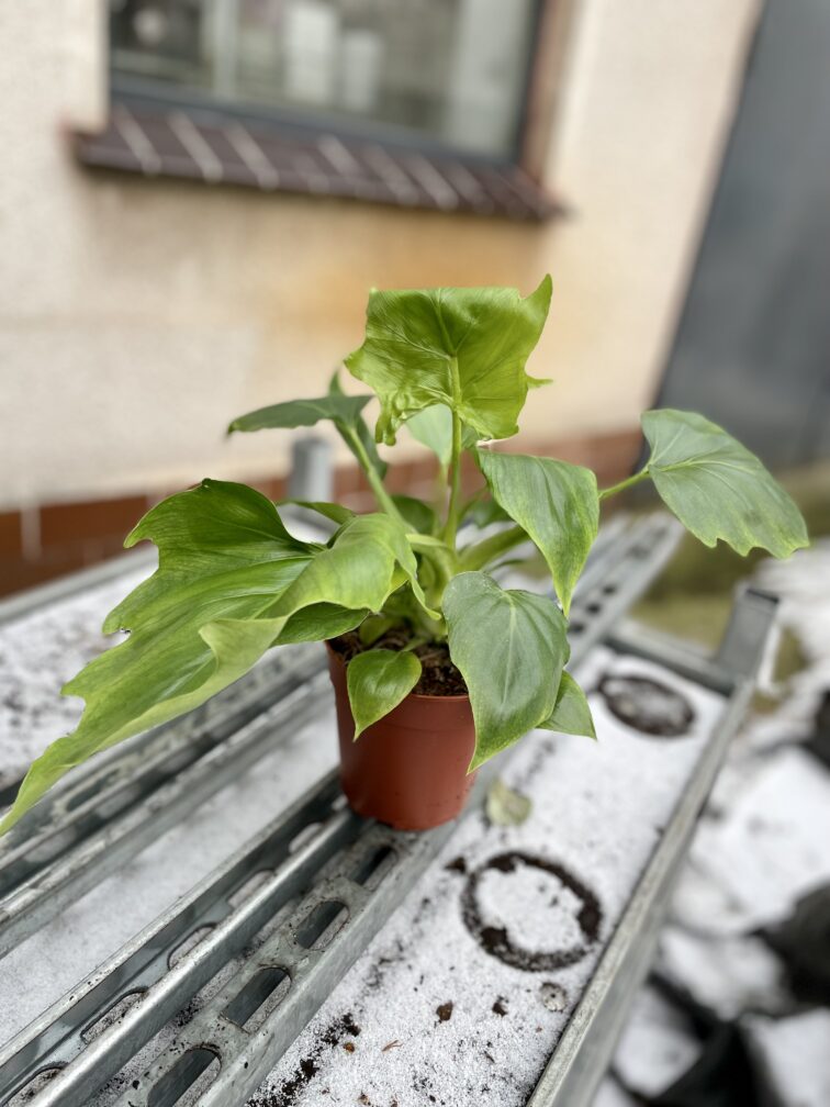 Zdjęcie rosliny doniczkowej Philodendron warscewiczii, ujęcie 3