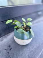 Zdjęcie rosliny doniczkowej Pilea Peperomioides, ujęcie 1