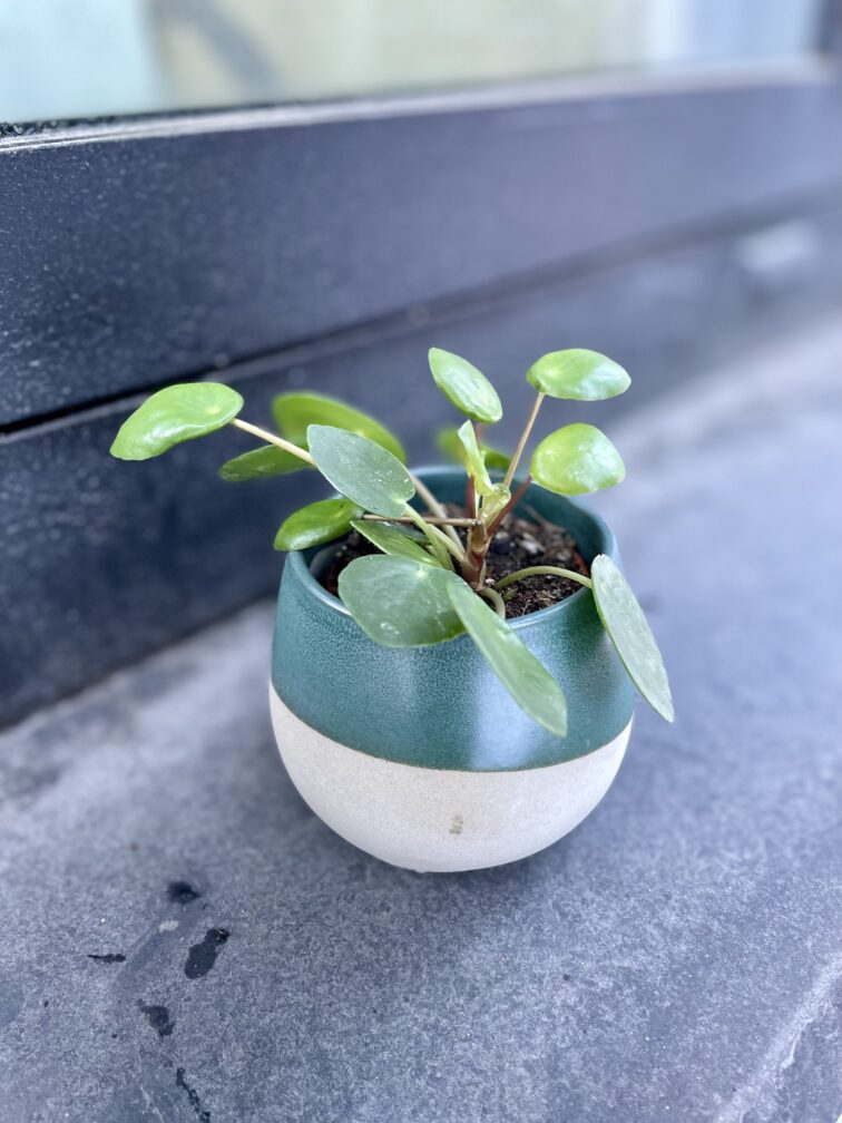 pilea-peperomioides_5x10-1_1705674721.jpg Zdjęcie rosliny doniczkowej Pilea Peperomioides, ujęcie 1