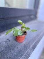Zdjęcie rosliny doniczkowej Pilea Peperomioides, ujęcie 2