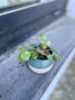 Zdjęcie rosliny doniczkowej Pilea Peperomioides, ujęcie 3