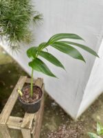 Zdjęcie rosliny doniczkowej Rhaphidophora decursiva, ujęcie 2